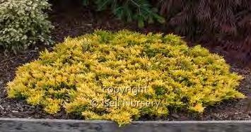99 6 Juniperus horizontalis Gold Strike zones 3-9 GOLD STRIKE JUNIPER 12 H x 3 W sun gold A low, small, loosely mounding habit. Vivid yellow outer foliage emerges a bright yellow.