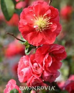 Chaenomeles Pink Storm zones 5-8 PINK STORM THORNLESS FLOWERING QUINCE 3-4 H x 3-4 W part sun/sun rose pink This thornless quince flowers in early spring with big, double flowers that resemble