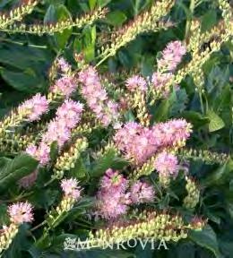 99 Clethra alnifolia Hummingbird zones 4-9 HUMMINGBIRD SUMMERSWEET 3-5 H x 3-4 W sun/heavy shade white flowers This plant is considered by some to be the most desirable of all Clethra.