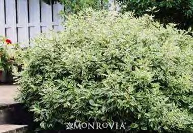 When mature, prune out a third of the shrub every year. The species is native to northern Asia. #2 Container... $ 39.99 #5 Container... $ 49.