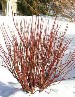 has small crinkly leaves with heavy veining and soft, golden brown catkins in late winter.