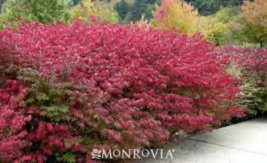 EUONYMUS Euonymus can be grown in almost any soil, but does best in well-drained soil in full or part sun. Tolerant of dry, shallow, alkaline soil, and salt. Densely growing with round leaves.