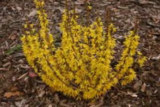spring show! Unlike other Forsythia, it has attractive dark green foliage which provides interest the entire season. Great as a hedge or cut flower. Deer resistant. #2 Container... $ 34.