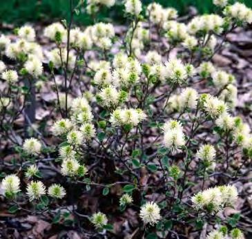 Tolerant of many poor conditions, including city conditions; avoid extremely dry soils. Showy flowers. Excellent for woodland plantings, rock gardens, mixed gardens.