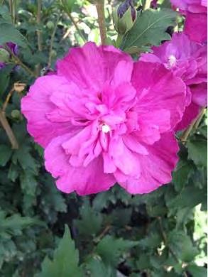99 Hibiscus syriacus DS04PS zones 5-10 PEPPERMINT SMOOTHIE HIBISCUS 8 H x 4 W sun/part shade bicolor Upright habit.
