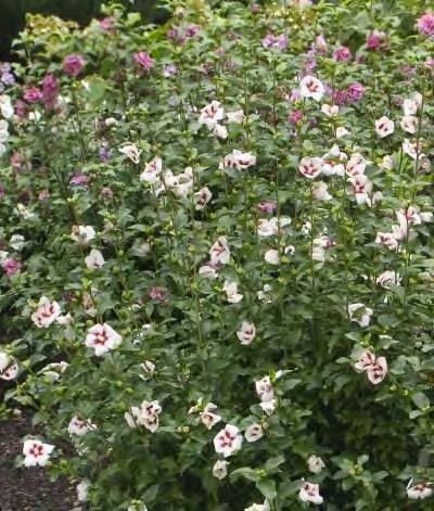 99 Hibiscus syriacus Mineru zones 5-8 FIRST EDITIONS TAHITI HIBISCUS 5-8 H x 4-7 W sun purple/pink flowers Lightly ruffled, semi-double