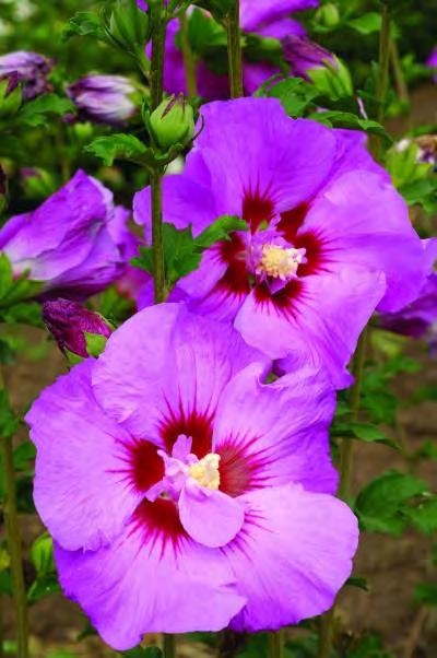 .. $ 59.99 Hibiscus syriacus Lil Kim zones 5-8 LIL KIM ROSE OF SHARON 3-4 H x 3-4 W sun white with red eyes The first dwarf Rose of Sharon.
