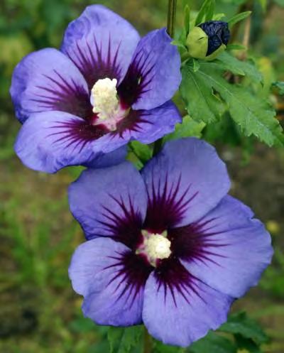 Hibiscus syriacus Mingrand zones 5-8 FIRST EDITIONS HAWAII HIBISCUS 5-8 H x 4-7 W sun white/pink flowers Large showy blossoms are a lovely true blue accentuated