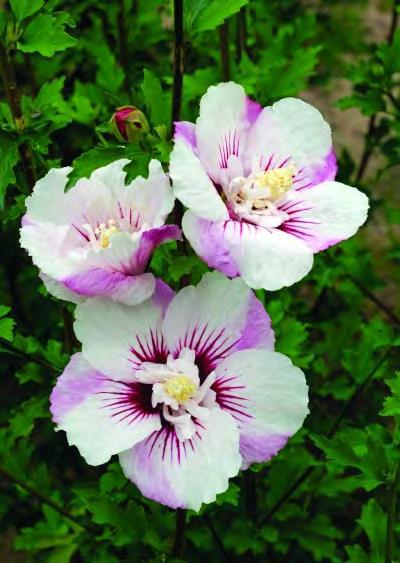 99 Hibiscus syriacus SHIMRR38 zones 5-9 LIL KIM RED DWARF HIBISCUS 3-4 H x 3-4 W sun red flowers Compact habit.