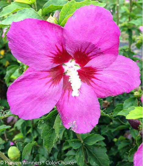 semidouble flowers. They have white petals with pink markings, which fade to a light pink and deep purple-red eyes. Blooms mid-summer.