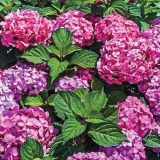 HYDRANGEA An old fashioned shrub with large, dark green leaves that have a matte finish. It grows best with well-drained soil in shade but it will tolerate sun as long as the soil doesn't dry out.