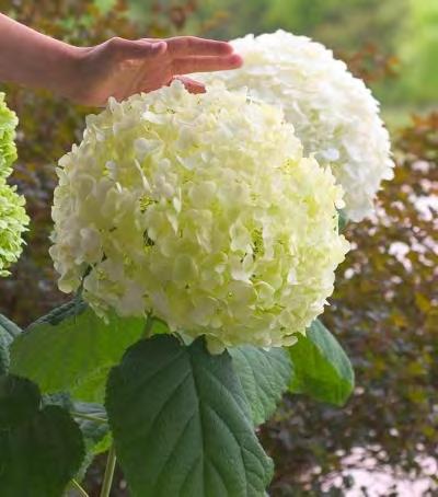 99 Hydrangea arborescens 'Annabelle' zones 3b-9 SMOOTH HYDRANGEA ANNABELLE 4-5 H x 3-5 W sun/shade white flowers A heavy bloomer, with huge, imposing flower clusters up to 12" across.