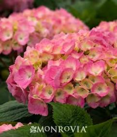 They start off a pinkishgreen, then turn entirely pink, then back to green. (Soil ph affects blossom color.) Great cut flower. Great specimen plant. #2 Container... $ 39.99 #2S... $ 44.