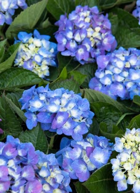 Email us at gardenquestions@milaegers.com Hydrangea macrophylla Grenan zones 4-9 NANTUCKET BLUE HYDRANGEA 4-6 H x 4 W sun/part shade blue or pink flowers Large, blue flowers.