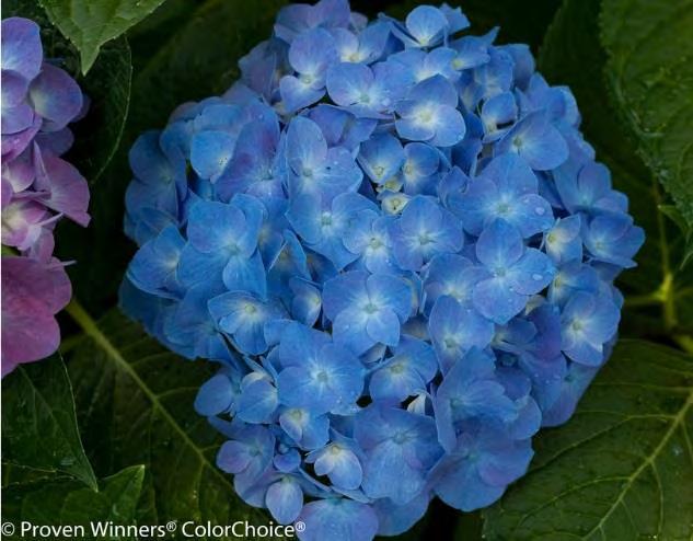 Flowers are bright blue in acid soils or saturated pink in alkaline soils. (Soil ph affects blossom color.) Great cut flower or specimen plant. #2 Container... $ 49.