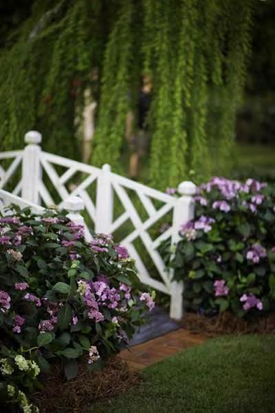 Reliable, repeat bloomer. Will bloom every year on old and new wood. Intensely colored flowers. Blooms range from rich violet-purple to pink.