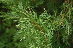 Juniperus virginiana zones 3-9 EASTERN RED CEDAR 30-40 H x 10-12 W sun green Broad cone shaped habit. Rich, mid-green foliage all year round.