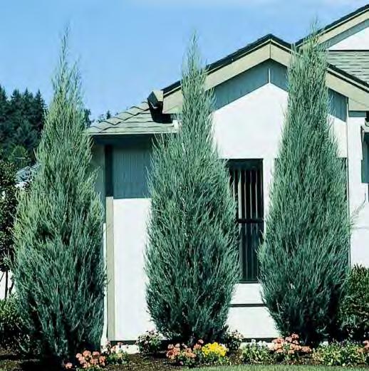 99 Juniperus virginiana Taylor zones 4-9 TAYLOR EASTERN RED CEDAR 15-20 H x 3-4 W sun blue-green Attractive blue-green foliage throughout the growing season.