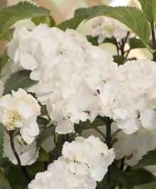 99 Hydrangea paniculata ILVOBO zones 5-8 BOBO HARDY HYDRANGEA 3 H x 3-4 W sun/part shade white blooms Dwarf, reaching only 3. Enormous, creamy white flowers turn blush-pink once cool weather arrives.