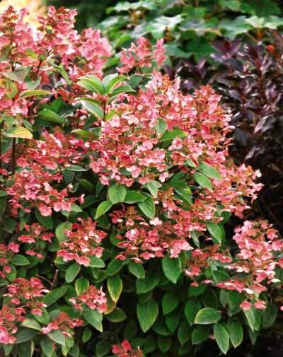 then pink to raspberry red and finishing a wine red. The flowers are not affected by ph. Considered the reddest H. paniculata on the market Beautiful cut flowers. #3 Container... $ 54.