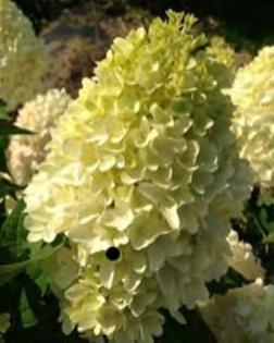 The large blooms are held atop strong stems. Longlasting blooms are great in fresh or dried arrangements. Works well in containers. #2 Container... $ 44.