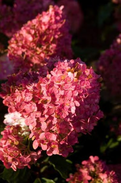 White flowers progress to pink-red as the season goes on. Its early bloom time will extend your gardens hydrangea season. #2 Container... $ 44.99 #3 Container... $ 54.99 #3S.
