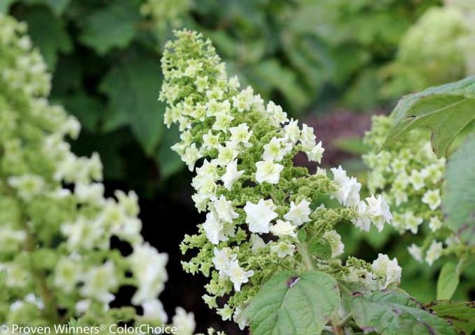 creamy white in midsummer, change to pink and finally strawberry red. New white flowers give the plant a multi-colored effect in late summer and early fall.