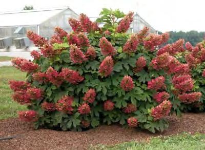 They are held above the dark green foliage. In autumn, the foliage turns orange-red. Resistant to leaf spot. In winter the dried flower heads and exfoliating bark add interest to the landscape.