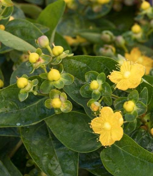 HYPERICUM (St. John s Wort) St. John s Wort is a tough plant and tolerates poor soil and hot, dry locations. Great for massing.