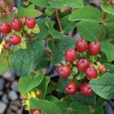 JOHN S WORT 3 H x 3 W sun wine berries Cup-shaped, sunny yellow spring flowers are followed by clusters of wine colored berries. Dark green foliage.