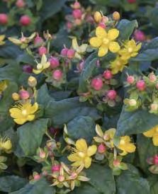 Hypericum inordorum KOLROS zones 5-9 FLORALBERRY ROSE ST. JOHN S WORT 3 H x 3 W sun rose berries Cup-shaped, sunny yellow spring flowers are followed by clusters of rose colored berries.