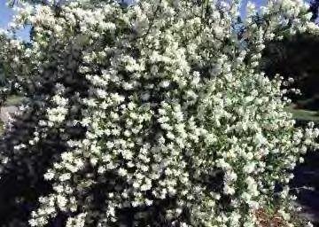 Philadelphus lewisii Blizzard zones 3-7 BLIZZARD MOCKORANGE 4-5 H x 3 W sun white flowers Upright habit. Proven hardy to zone 3.