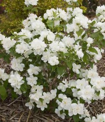 99 Philadelphus x Snowbelle zones 4-8 SNOWBELLE MOCK ORANGE 3-4 H x 3-4 W sun white flowers This is an incredibly fragrant shrub, with clusters of double, clean white blossoms.