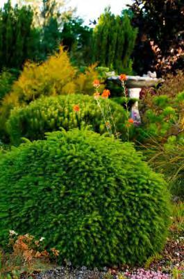 Picea abies Little Gem zones 3b-7 LITTLE GEM NORWAY SPRUCE 10-12 H x 18 W sun green needles A slow growing, truly dwarf evergreen that needs no