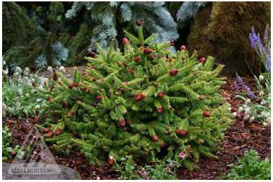 Named collector s conifer of the year in 2008. #3 Container... $ 74.99 #6 Container... $154.