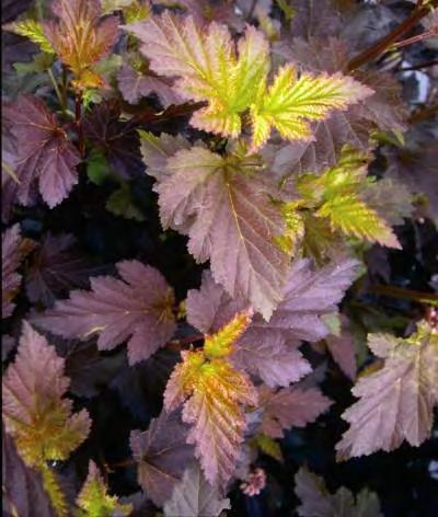 Physocarpus opulifolius Center Glow zones 3-7 CENTER GLOW NINEBARK 8-10'H x 8-10'W sun gold to burgundy The attractive leaves start gold and change to burgundy with