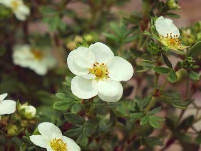 Brilliant yellow new growth with clusters of white pink flowers in spring. Foliage ages to yellow-green as it matures. Adds longlasting color to the small garden. #2 Container.