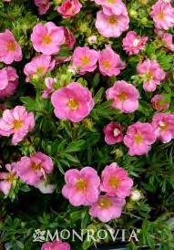 Clear pink, semi-double flowers hold their color better than other pink potentillas. Even so, they will fade in extreme heat.