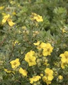 Attracts butterflies. #2 Container... $ 34.99 Potentilla fruticosa SMPFMY zones 3-8 CHEESEHEAD POTENTILLA 2 H x 2 W sun orange/yellow Large yellow flowers appear in spring and last through the summer.