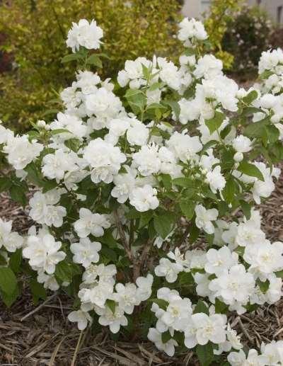 flowering hybrid, Snow White Sensation boasts 2" double flowers borne in clusters that bloom abundantly in spring and then again in summer.