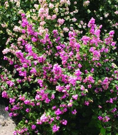 Blooms all summer on a tidy little plant that forms a round, compact ball with little pruning required. Bred on the cold Canadian plains, it is tough and hardy to zone 2.