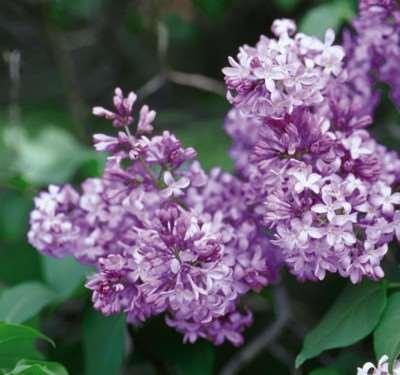A perfect informal hedge or screen, it has extremely fragrant, purple flowers in May. Color may vary from purple to lilac and occasionally even white.