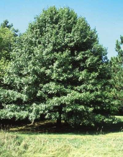 Height: 50-60 Spread: 40-50' Shape: Narrow, rounded, open Foliage: Dark green with felty white beneath Fall Foliage: Yellow-brown to red Zone: 4-8 Northern Pin Oak Quercus ellipsoidalis