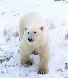 3. The Arctic has a rise in winter temperatures and a fall in the number of polar bears. 4.