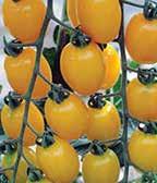 juicy - which is characteristic of classic grape tomatoes.