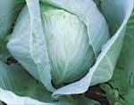 Amtrak Novator Cabbage 110 days One of Syngenta s most popular long storage European varieties Heads average 9lbs and are