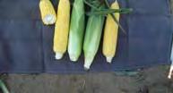 single ears with medium to dark green husks 1673 75 day yellow gourmet sweet 8 ¼ ears with 14-18 rows of sweet,