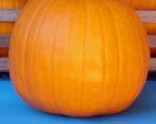 The quickest pumpkin to ripen Uniform 7-8 lbs the fruit are perfect small jack-o-lanterns