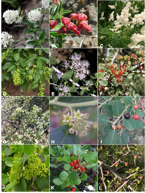 46 CANOTIA VOL. 2 Rhamnaceae Fig. 12. A-B, Ceanothus fendleri: A, flowers; B, fruit. C-D, Ceanothus integerrimus: C, flowers; D, fruit. E-F, Ceanothus vestitus: E, flowers; F, fruit.