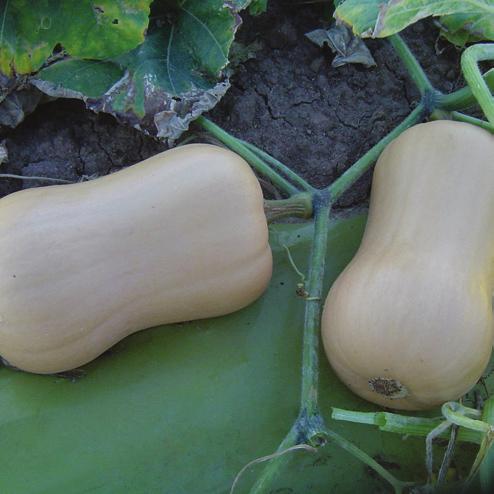 Pumpkin Sunset QHI (Butternut) Intermediate Resistance: PRSV, ZYMV This multiple virus tolerant variety matures a few days later than Butternut Large, with slightly larger and more slender fruit